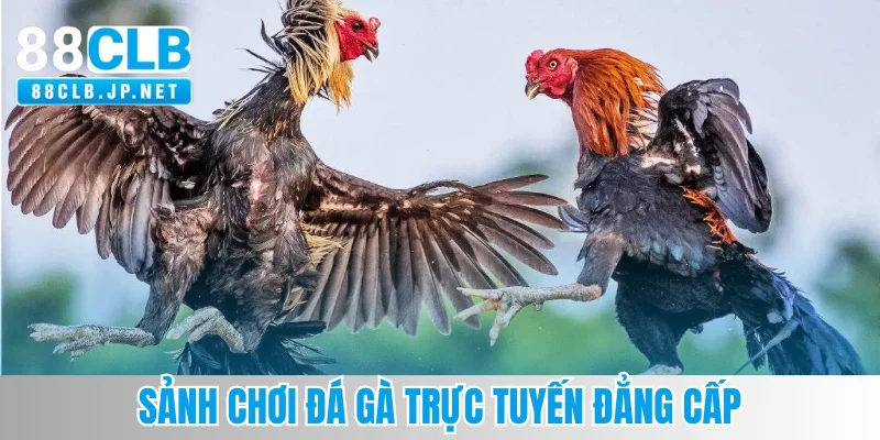Sảnh chơi đá gà trực tuyến đẳng cấp